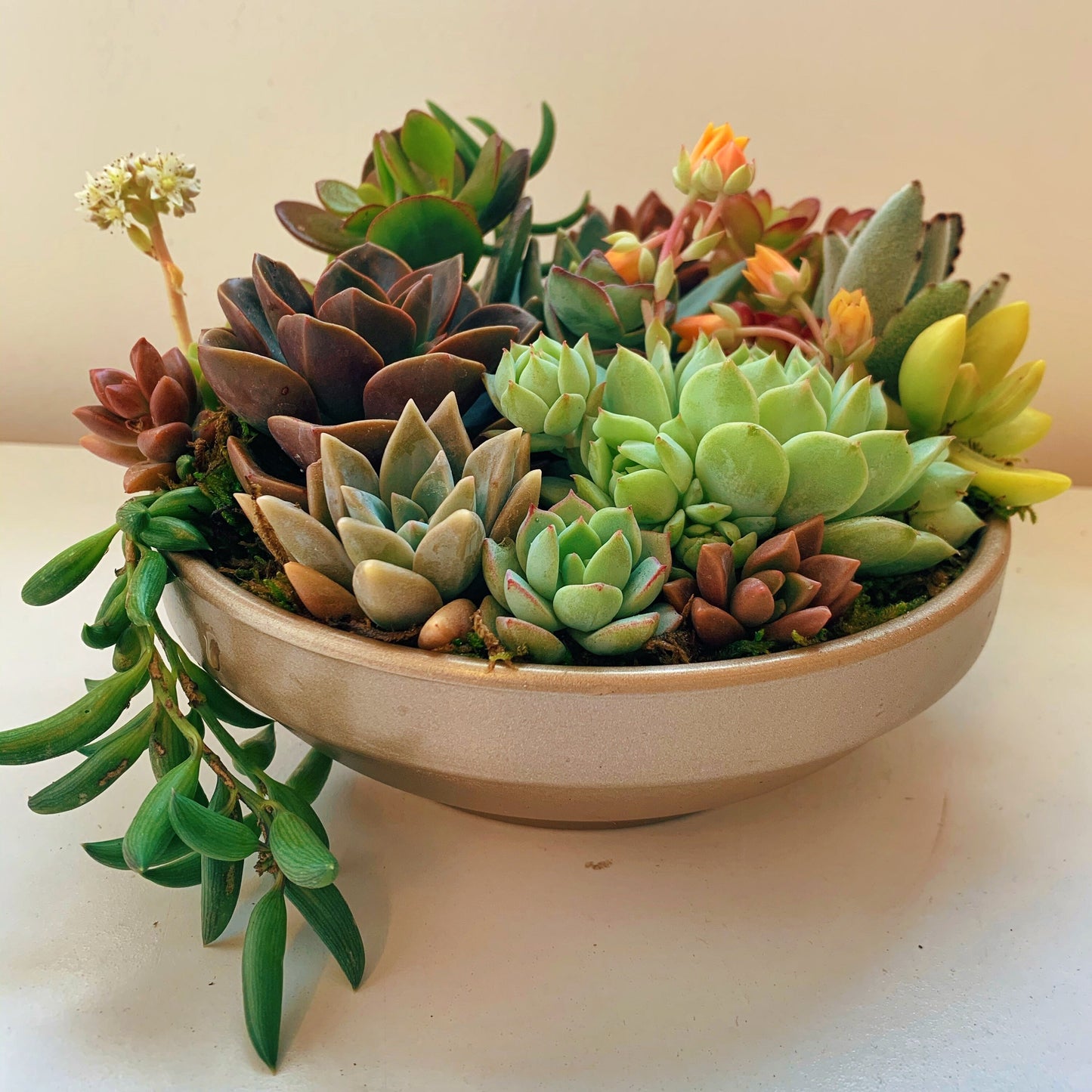 Beautiful succulent array in gold pot | Live succulent arrangement | Succulent gift