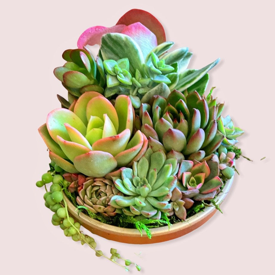 Beautiful succulent array in gold pot | Live succulent arrangement | Succulent gift