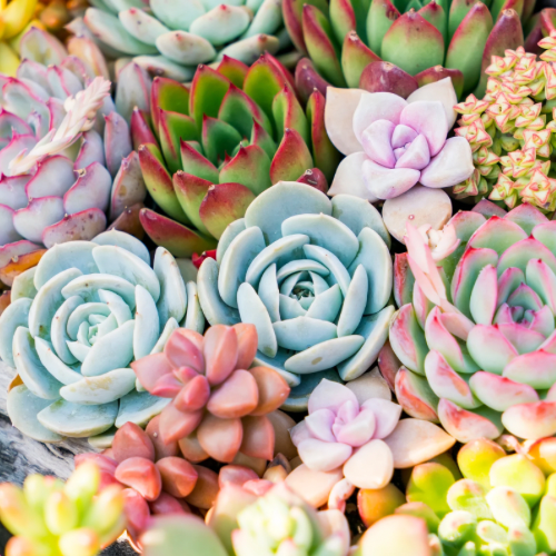 Succulent mystery box| 2 or 4 inch assorted live succulents | bulk succulents