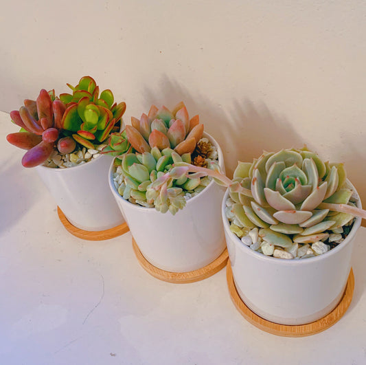 Succulents in 3 inch white pot with bamboo tray | Window planter | Gift set | Minimalist deco
