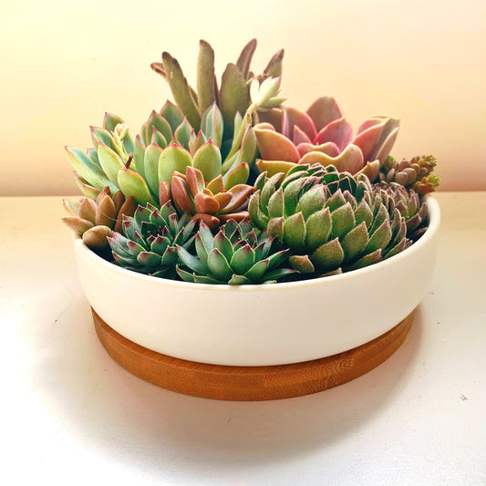 Colorful garden succulent array | 6 inch pot | Live succulent arrangement in white ceramic planter