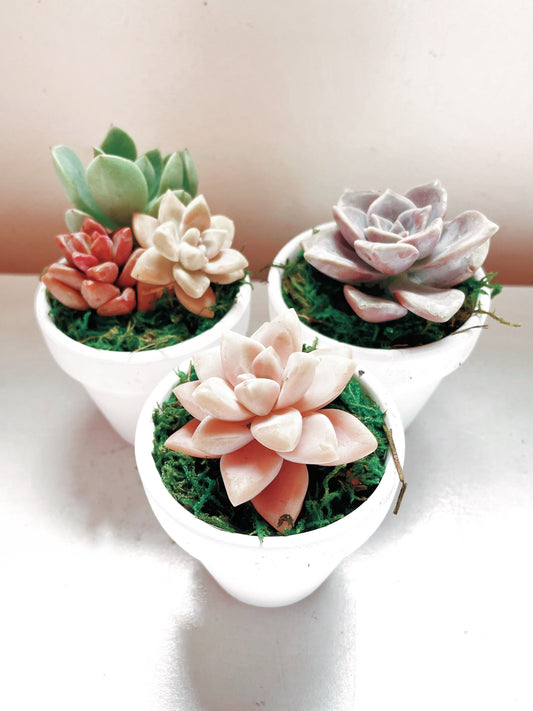 Small succulent planted in white pot | Party favor | Wedding favors| Event decor