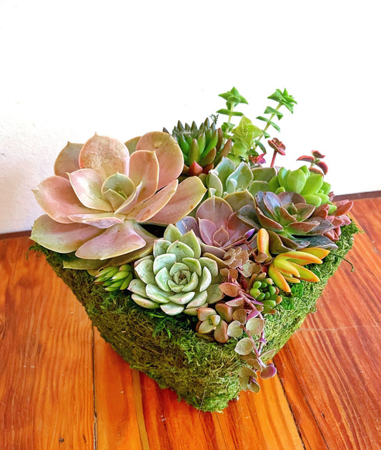 Classic beauty succulent arrangement | Succulent gift | Moss planter