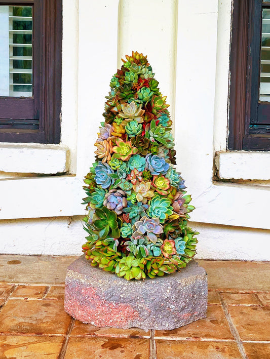 Living succulent and moss Christmas tree | Holiday decor | Living art | Custom gift