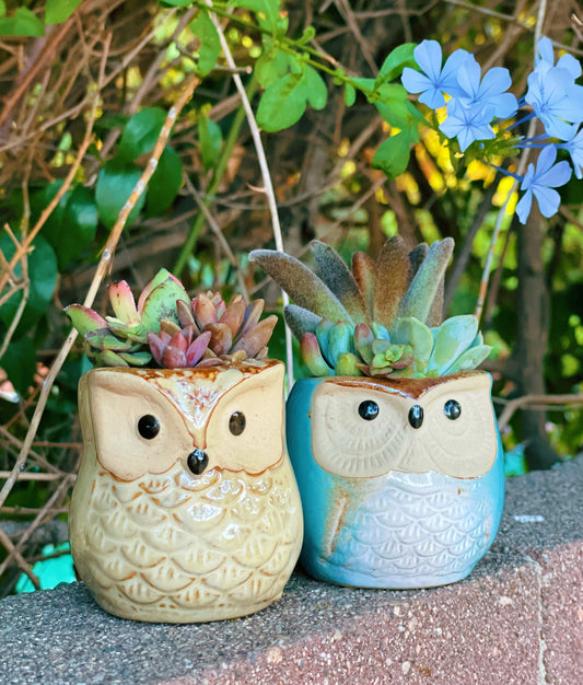 Mini owl planters with live succulents | gift set