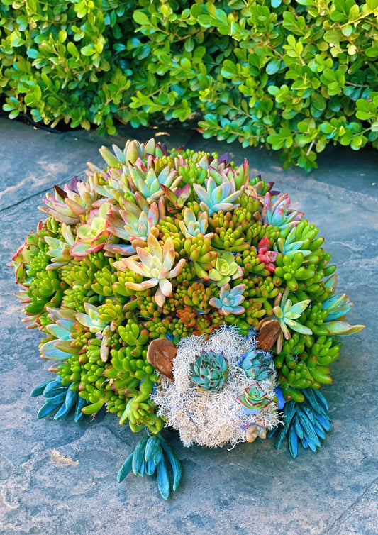 Living succulent hedgehog topiary | Unique gift | Succulent decor | Moss topiary | Made to order