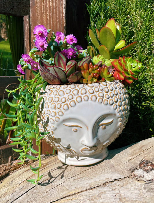 Buddha succulent arrangement | Living zen garden | Handmade colorful succulent arrangement
