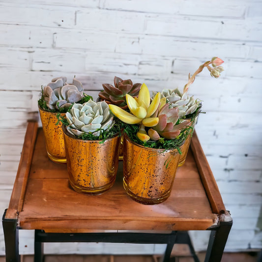Decadent mini succulent in Mercury gold pot | Succulent gift set | wedding favor | corporate gift