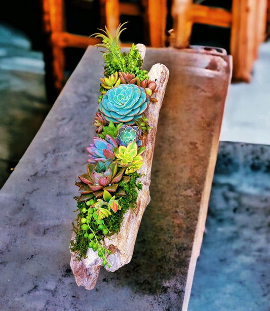 Custom driftwood centerpiece with succulents | Driftwood planter