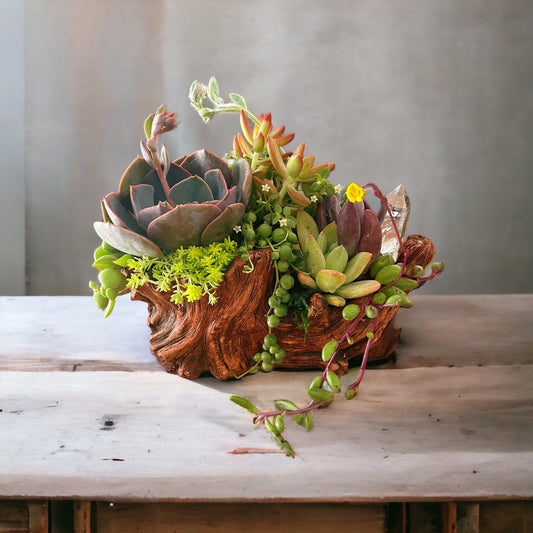Driftwood and succulent arrangement | Ceramic driftwood planter with living succulents | Unique gift