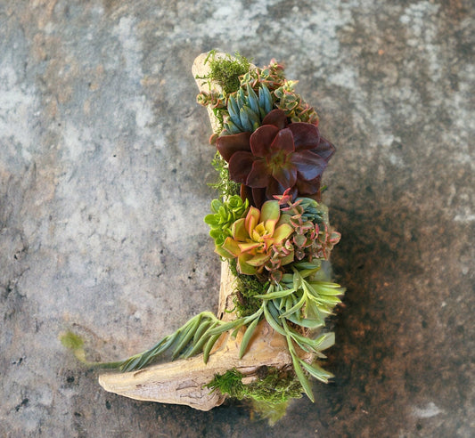 Country charm- driftwood centerpiece with live succulents | hand crafted | one of a kind