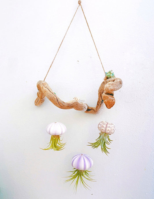 Sea urchin and air plant “jellyfish” driftwood mobile  | Hanging decor | unique gift | ornament