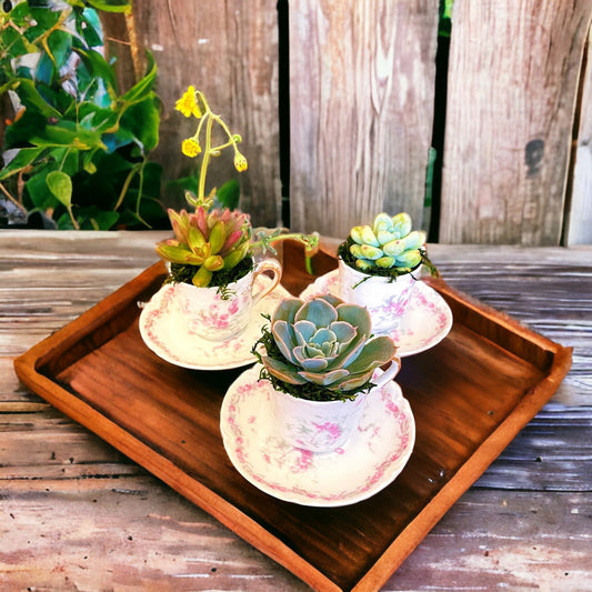 Vintage tea cups with live succulents | Haviland & Co French tea cups | Antique tea set