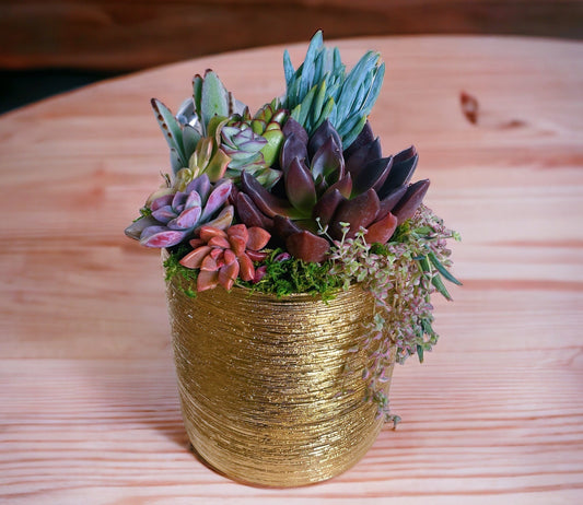 Gorgeous in gold succulent arrangement | 6 or 8 inch gold pot