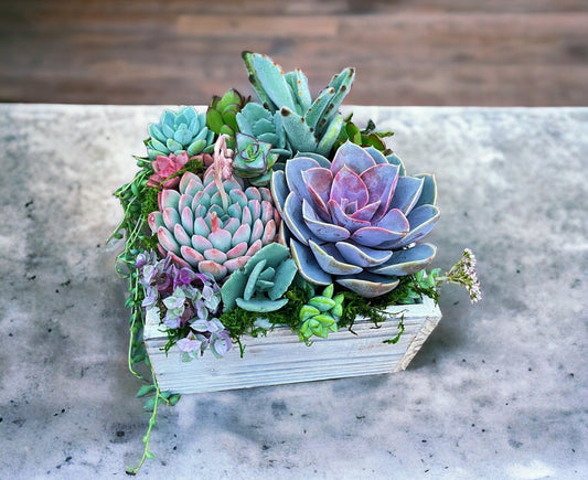 Aurora succulent arrangement | Succulent  bouquet in a box | Designer succulent arrangement in wooden planter